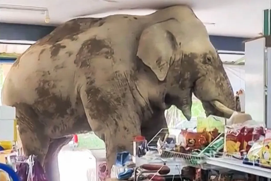 Elefante Faminto Ataca Mercearia na Tailândia