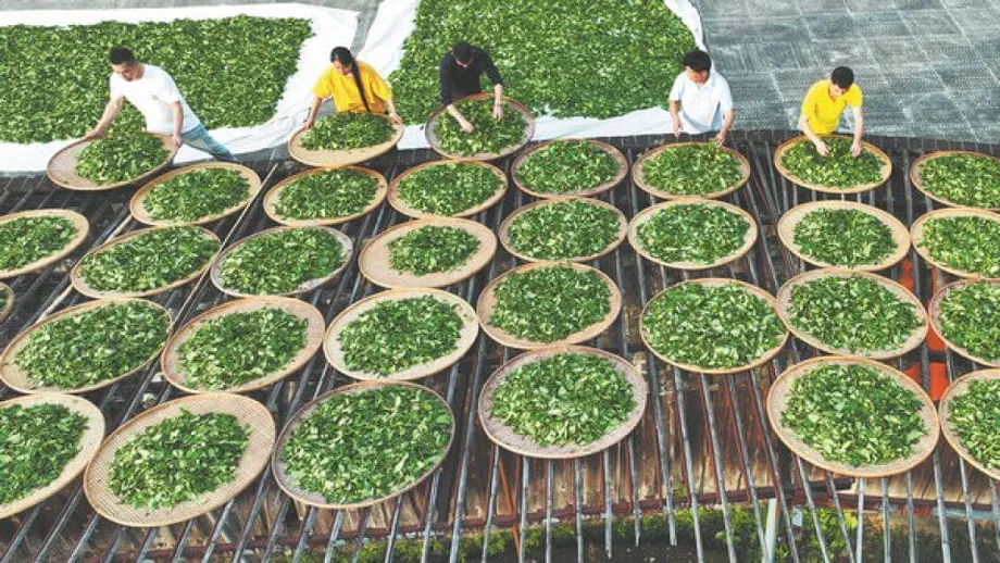 Chá Rochoso de Wuyi: Tradição, Inovação e o Legado Duradouro do Tesouro Oolong da China