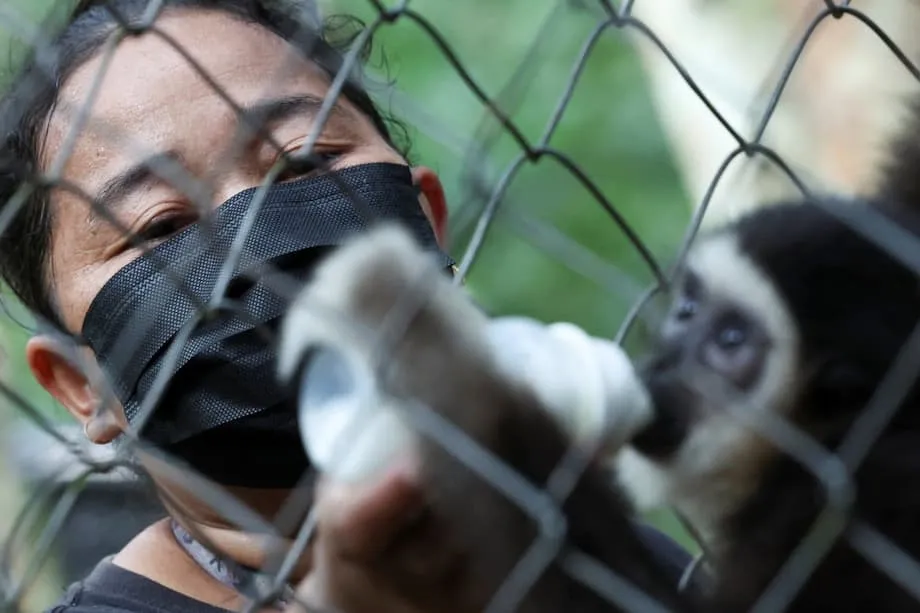 A Romper Barreiras: Mulheres-Guardas Indígenas da Malásia Lideram a Luta para Salvar os Gibões Ameaçados de Extinção