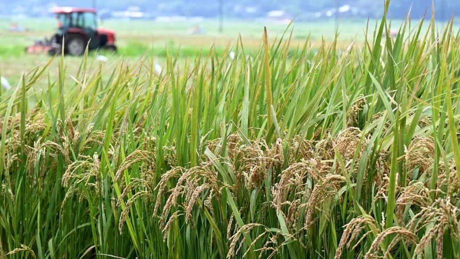 Japão Inverte a Política do Arroz: Uma Nova Era para a Segurança Alimentar e os Agricultores
