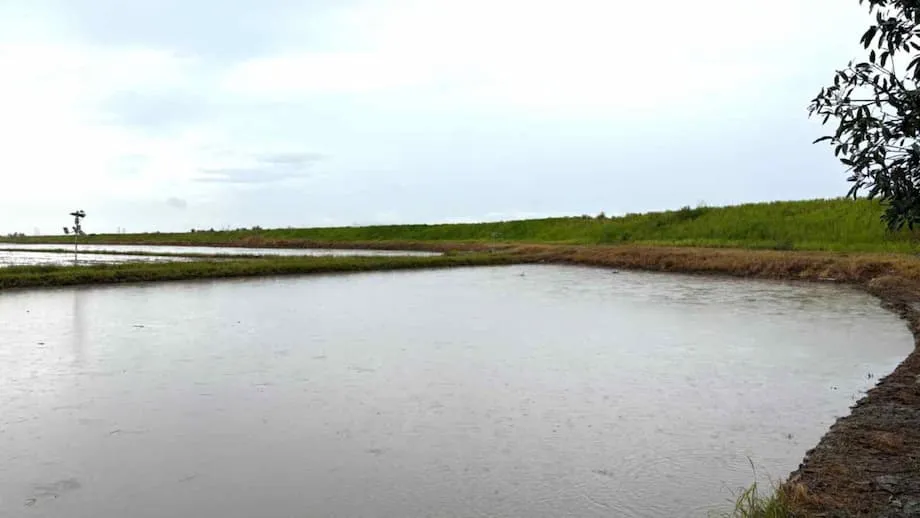 Toshiba Leva Previsão Meteorológica Avançada aos Agricultores de Arroz da Malásia: Um Salto para uma Agricultura Inteligente e Resiliente ao Clima