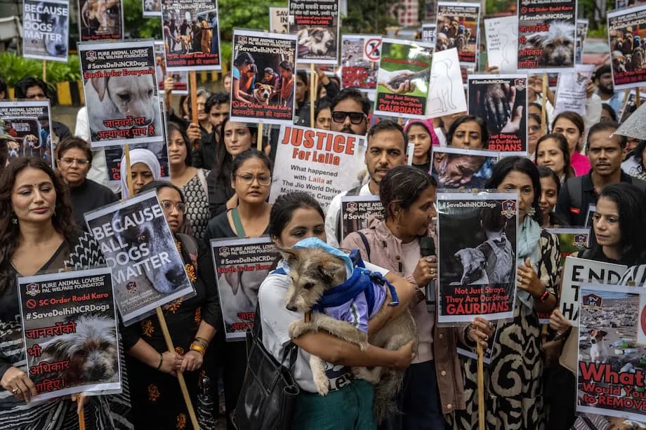 Supremo Tribunal da Índia Revisa Ordem Sobre Cães Errantes Após Protesto Público: Equilibrando Segurança, Compaixão e Praticidade