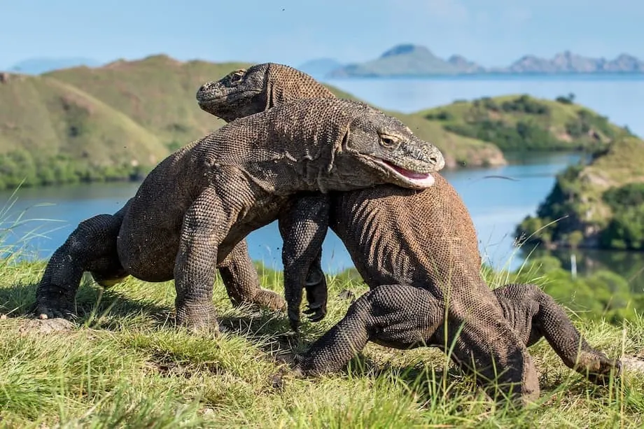 Villas de Luxo no Parque Nacional de Komodo: Planos de Desenvolvimento Desencadeiam Feroz Oposição e Debate Global