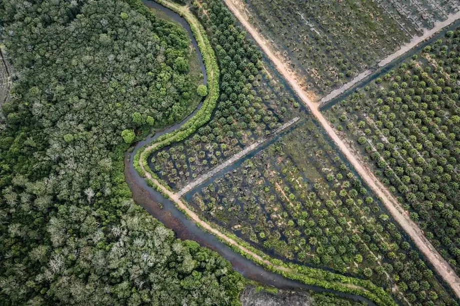 EUA Concordam em Isentar o Óleo de Palma, o Cacau e a Borracha da Indonésia de Direitos Aduaneiros: O Que Isto Significa para o Comércio Global