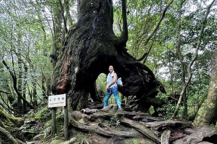 Yakushima: A Ilha da Floresta Milenar que Inspirou Princess Mononoke
