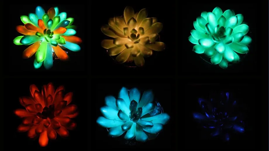Cientistas Chineses Revelam Suculentas Multicoloridas que Brilham no Escuro: Um Salto para a Iluminação Vegetal Sustentável
