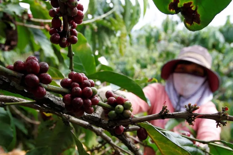 A Indústria do Café do Vietname Alcança Proeminência Global Face à Subida de Preços e Mercados em Mutação