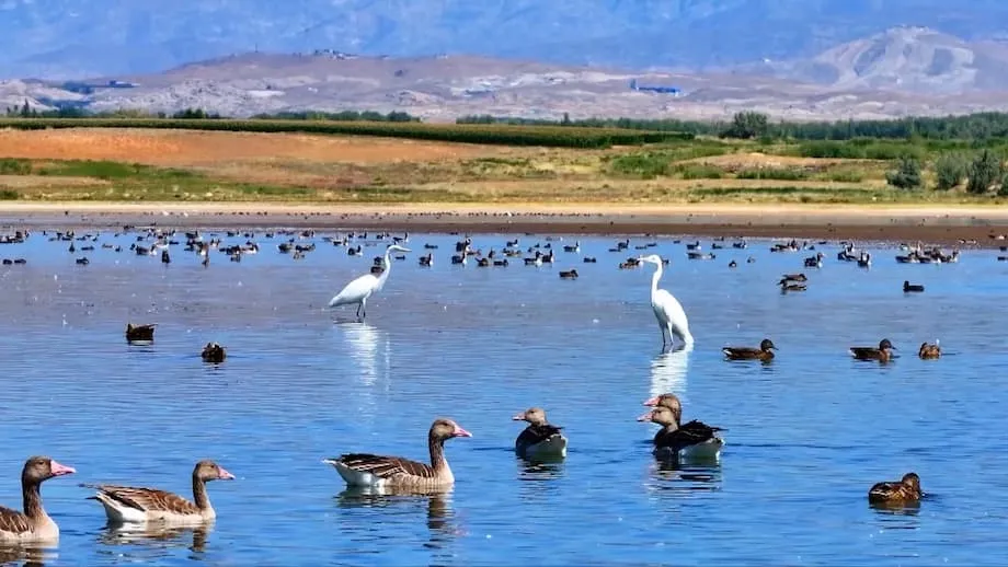 Aves migratórias transformam o Reservatório Aweitan, no Xinjiang, num santuário de biodiversidade