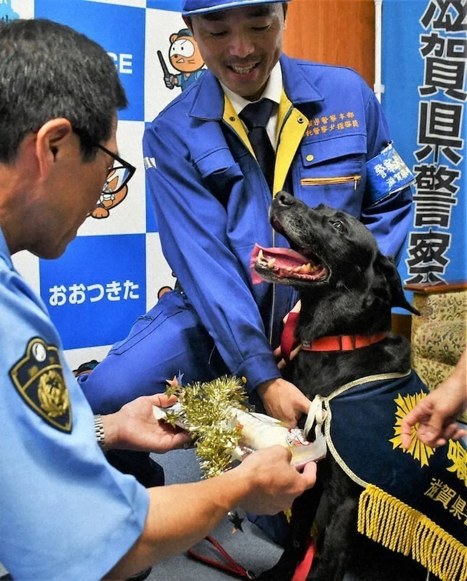 Labrador retriever honrado após ajudar a localizar idosa desaparecida em Otsu