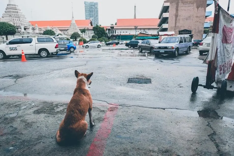 Bangkok Declara Zonas Epidémicas de Raiva e Ordena Proibição de 30 Dias à Movimentação de Animais