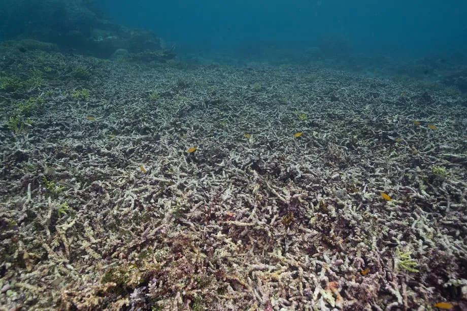 Mineração em Raja Ampat retoma na Ilha de Gag à medida que crescem os receios de danos nos recifes