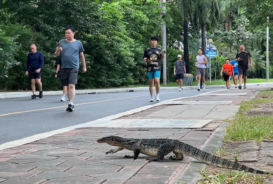 Banguecoque enfrenta explosão de varanos-aquáticos nos parques urbanos