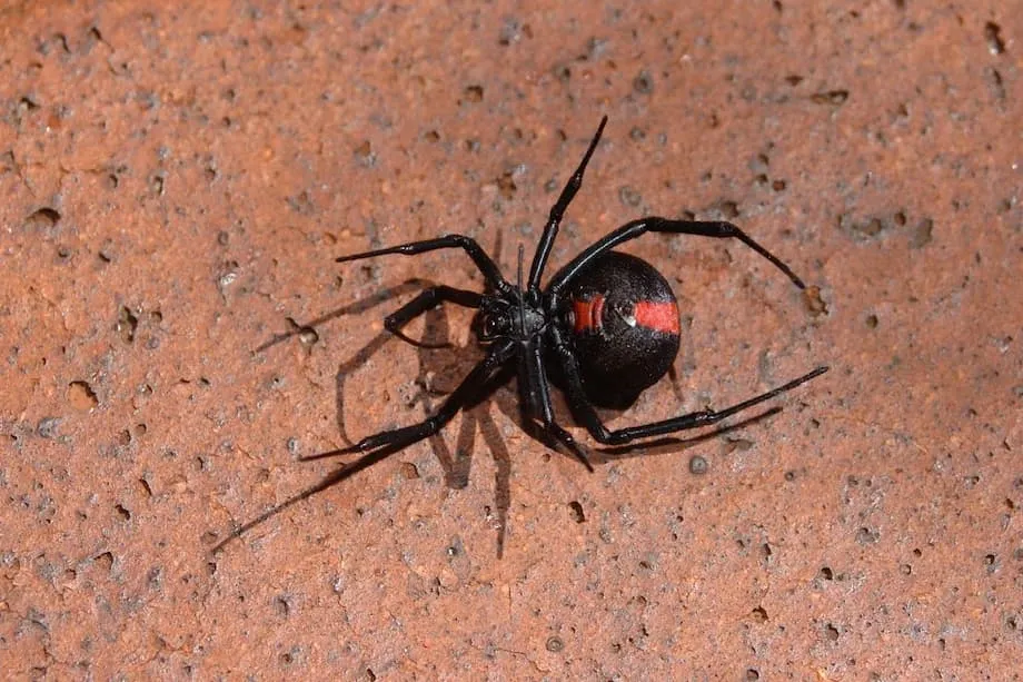 Expo de Osaka 2025 emite alerta de aranha viúva-negra-de-abdomen-vermelho após descoberta de ninho em zona pública