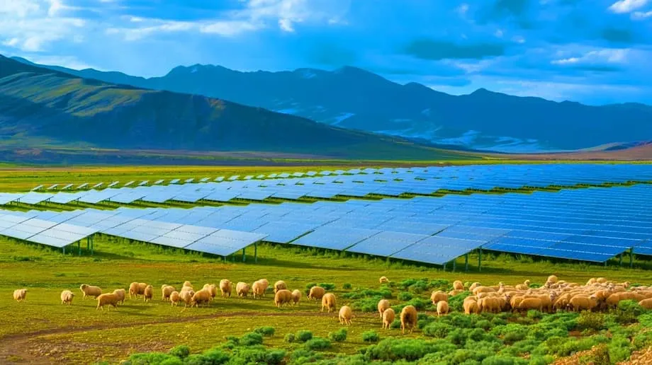 Enorme campo solar da China revitalize ecossistema e abastece milhões