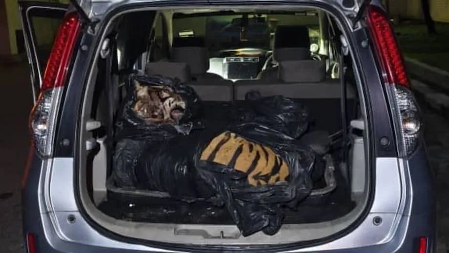 Morte de tigre em Johor provoca detenções, indignação nacional e novo impulso contra o tráfico