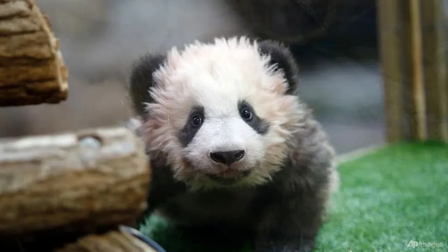 Zoo de Beauval vai repatriar os pandas Huan Huan e Yuan Zi para a China após diagnóstico de insuficiência renal