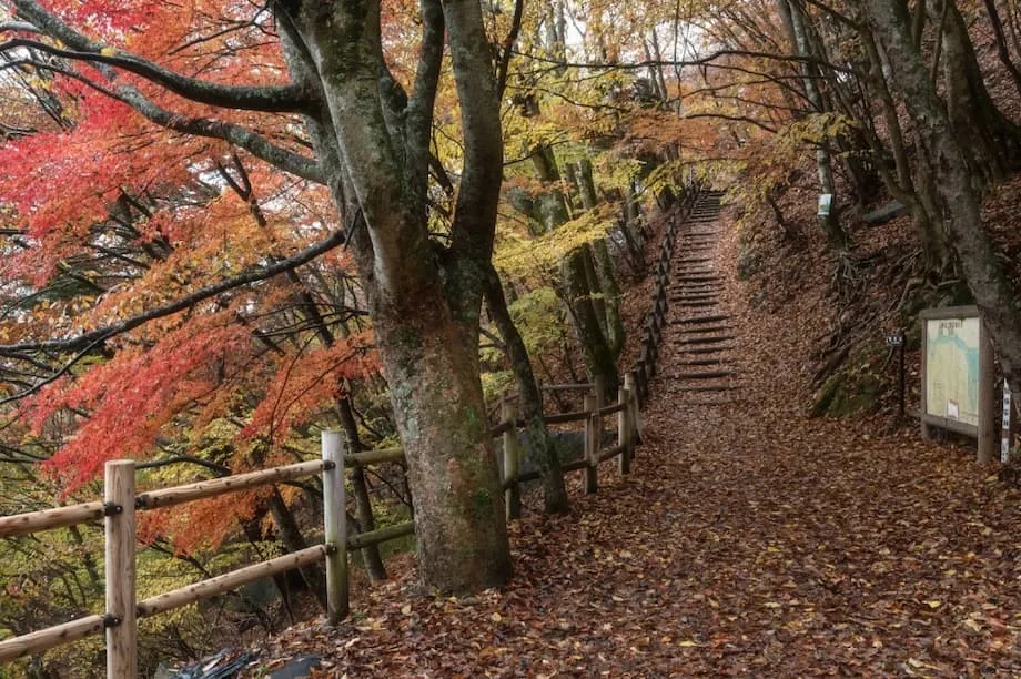 Outono Curto, Inverno Abrupto: Japão Prepara-se para uma Inversão Sazonal Súbita