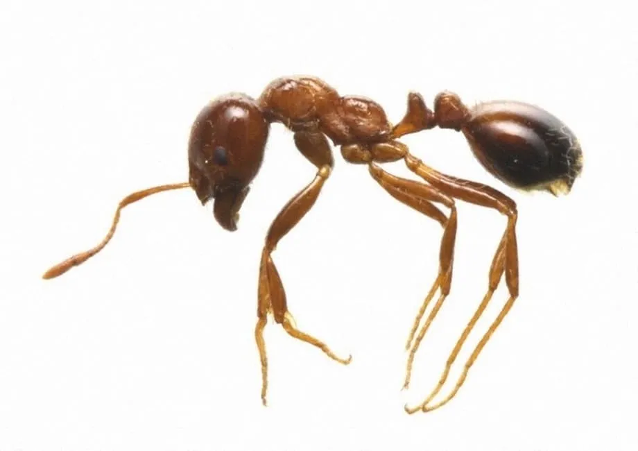 Maior Infestação de Formigas-de-Fogo no Porto de Tóquio Desencadeia Resposta de Emergência e Ação na Fronteira