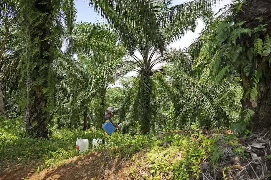 Indonésia transfere 1,8 milhão de hectares de terra de óleo de palma apreendida para empresa estatal