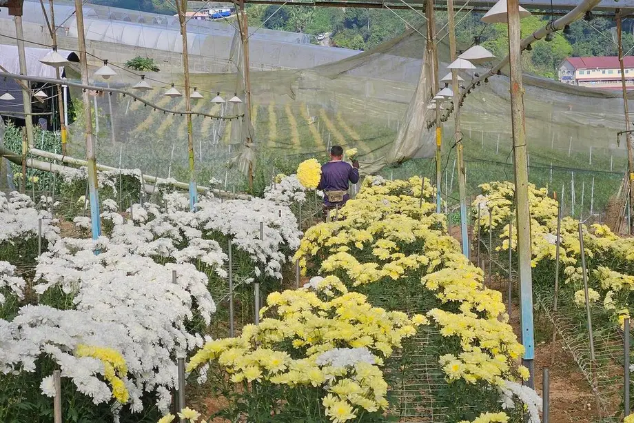 O Cinturão Floricultor da Malásia Sob Pressão à Medida que Lacunas de Mão de Obra e Importações Mais Baratas Testam um Comércio Outrada Próspero