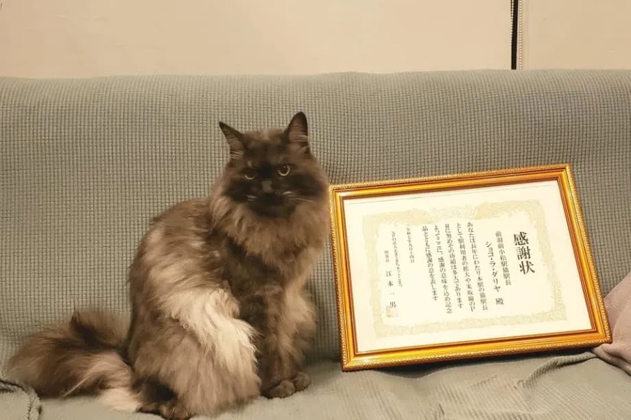 O Gato Chocolat Reforma-se como Mestre de Estação em Yamagata Após Anos de Sorrisos
