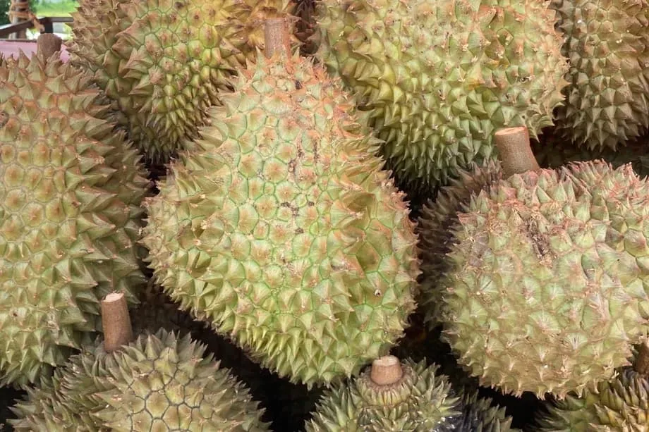 Indonésia procura venda direta de durian à China, com cadeia de frio e sanidade em foco