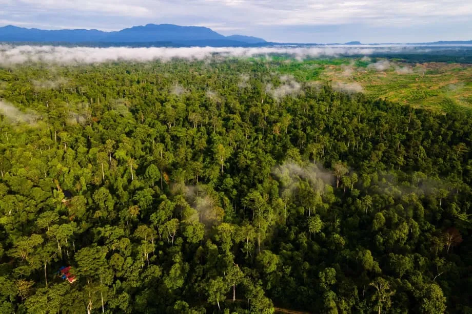A Indonésia e a Tropical Forests Forever Facility na COP30