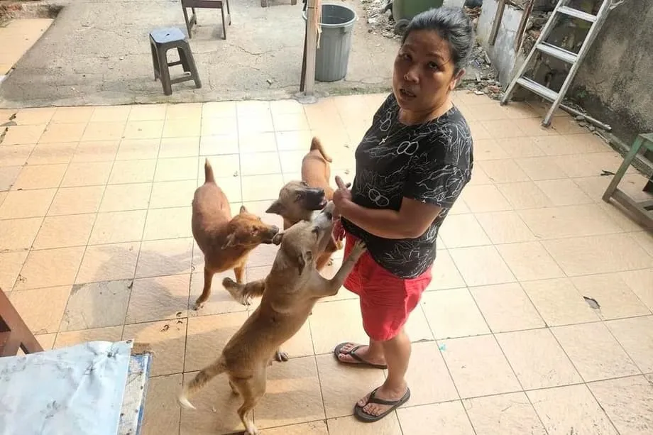 Jakarta avança para proibir carne de cão e de gato à medida que aumentam as preocupações de saúde e bem-estar