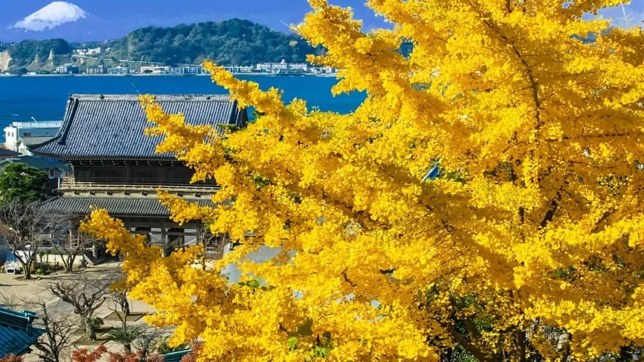 Kamakura no Outono: De Templo em Templo Entre Bordos Carmesim e Ginkgo Dourado