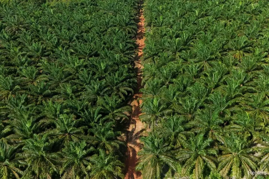 Indonésia vai acrescentar 600.000 hectares de plantações de palma de óleo no meio do impulso dos biocombustíveis