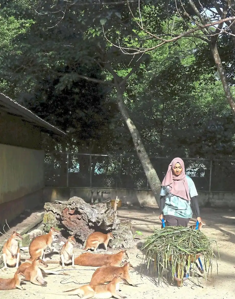 Voluntários Marcam a Diferença no Zoo Negara Através do Programa KeeperKu