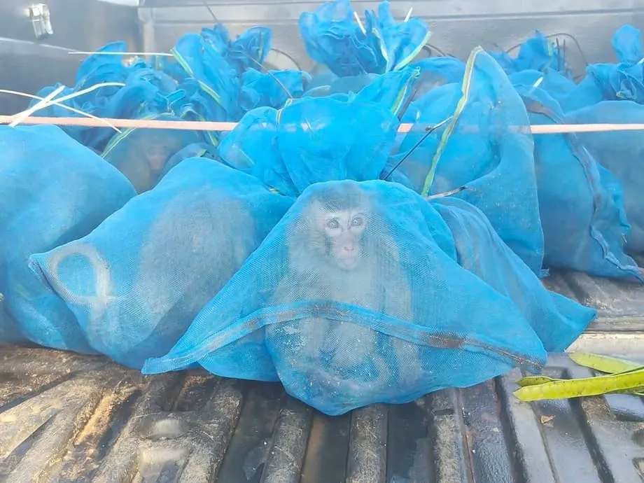 Rangers Tailandeses Resgatam 143 Macacos Perto da Fronteira Cambodjana em Apreensões Ligadas