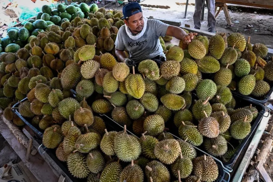 Orgulho do durian em jogo enquanto Indonésia e Malásia disputam o estatuto de fruta nacional