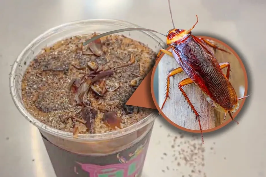 Café de Barata em Pequim: Dentro da Bebida de Insetos do Museu que se Tornou Viral