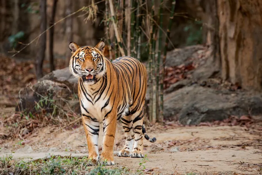 Coleiras GPS revelam presas escassas e riscos genéticos para os últimos tigres-indochineses da Tailândia