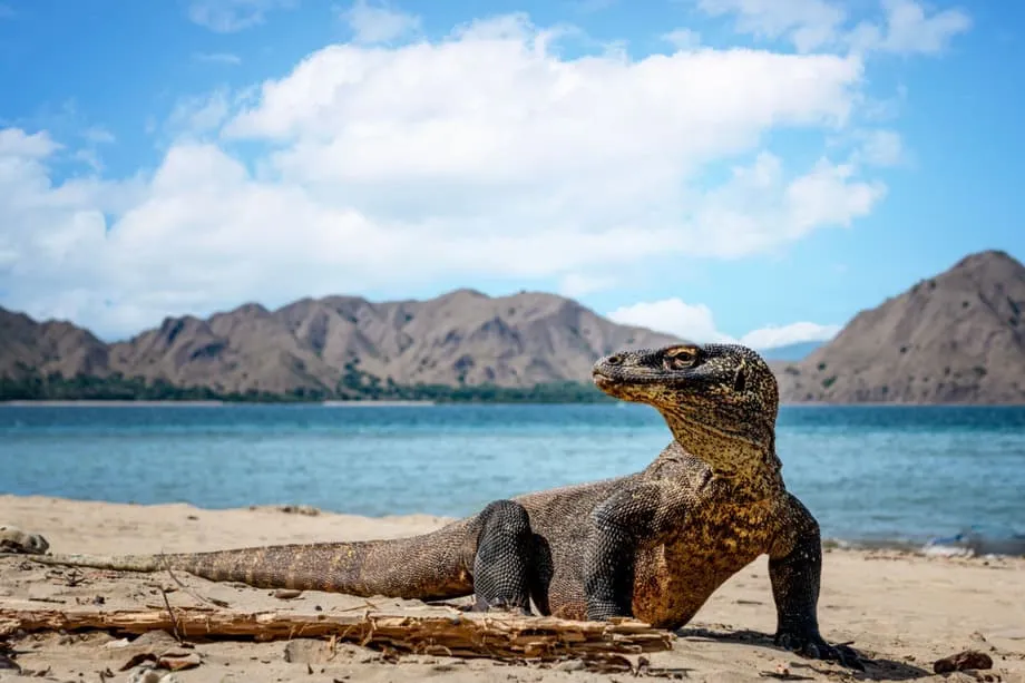 Novo ferry direto de Bali para Komodo abre o arquipélago a viagens com várias paragens
