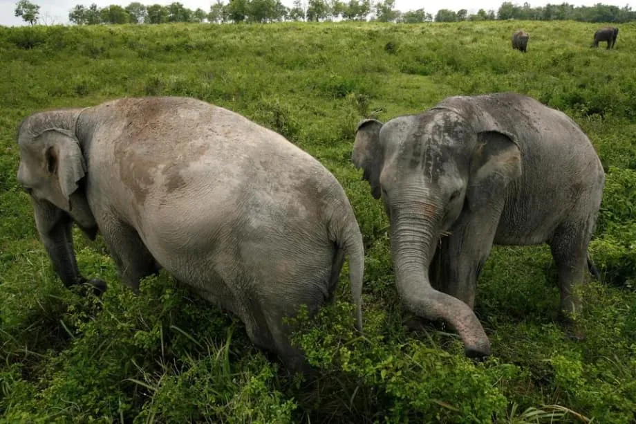 Indonésia reforça patrulhas em parque de Sumatra após ataques à força-tarefa