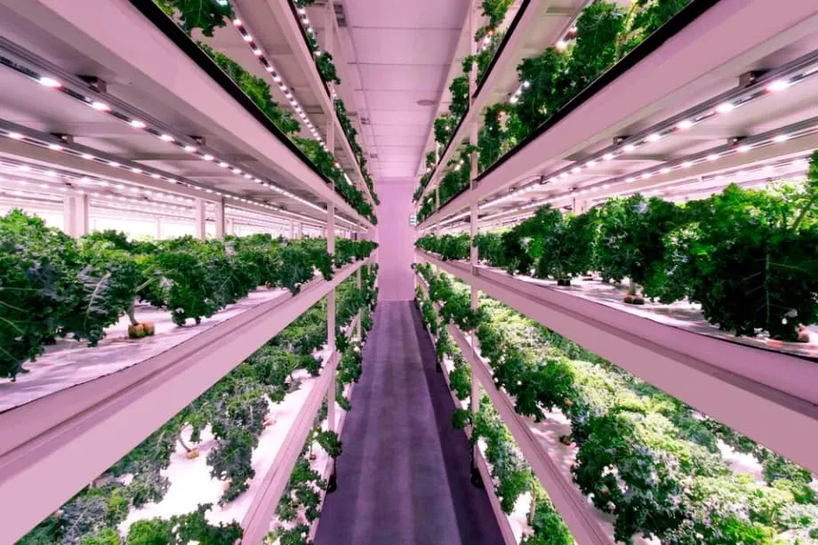 Singapura repensa o plano de segurança alimentar e fixa 20 por cento de fibra e 30 por cento de proteína até 2035