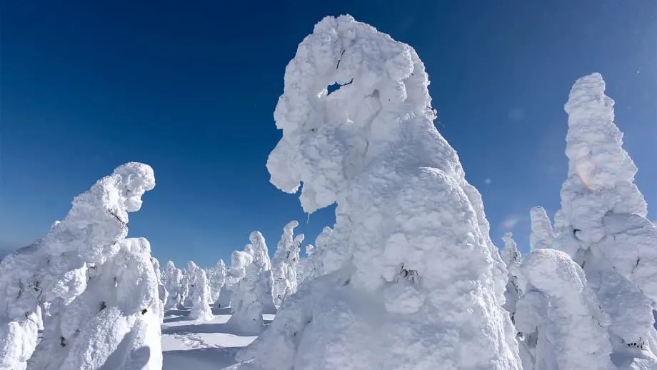 Os monstros de neve do Monte Zao estão a rarear rapidamente à medida que invernos mais quentes e insetos atingem uma maravilha frágil