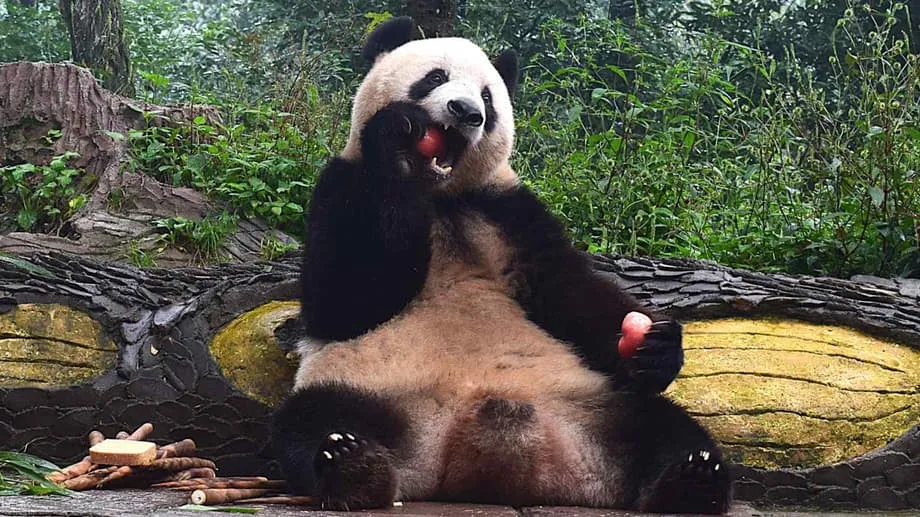 De estrela de Ueno a residente em Sichuan: como Xiang Xiang está a prosperar de volta na China