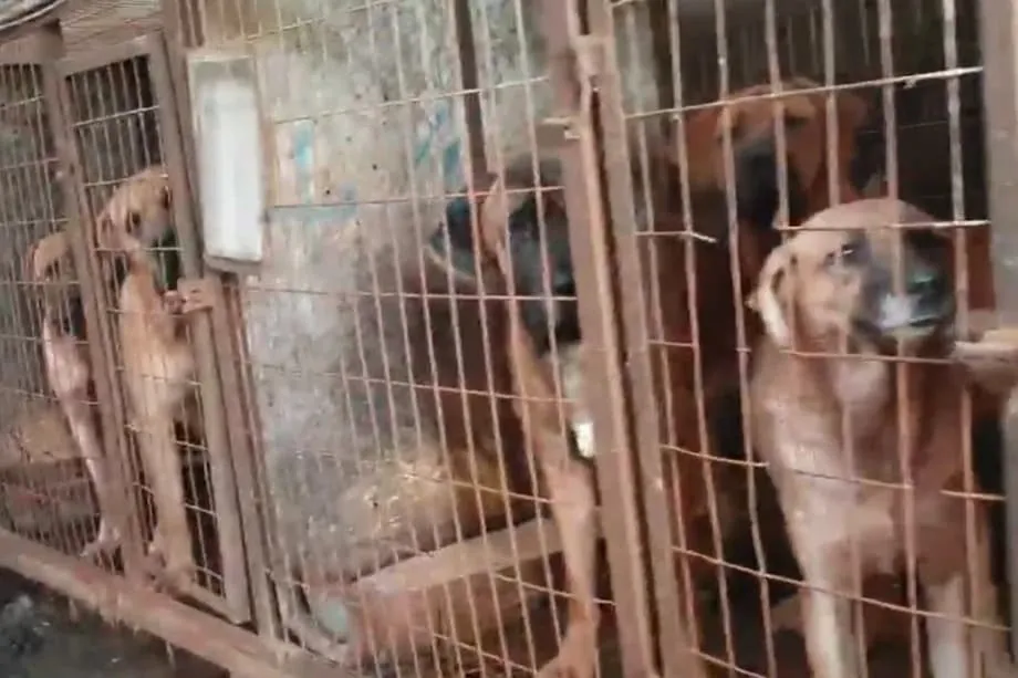 A indústria de carne de cão da Coreia do Sul aproxima-se da extinção enquanto as explorações encerram antes da proibição de 2027