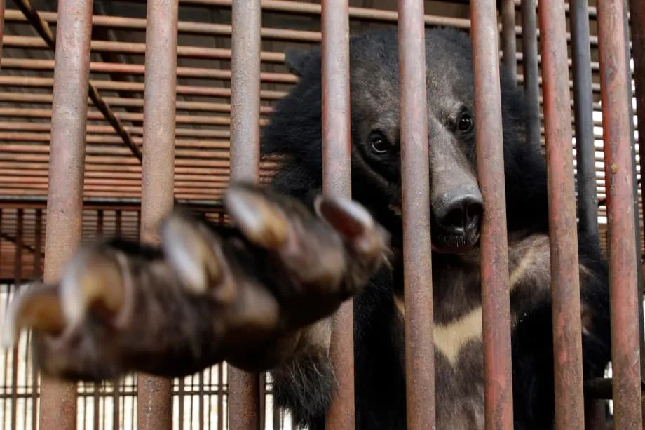 A proibição histórica da criação de ursos para extração de bílis na Coreia do Sul: uma nova era para o bem-estar animal