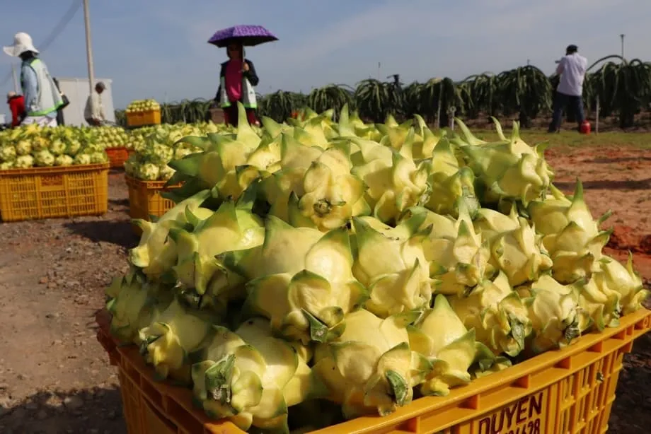 Exportações de fruta-do-dragão do Vietname atingem mínimo de 11 anos em plena concorrência global