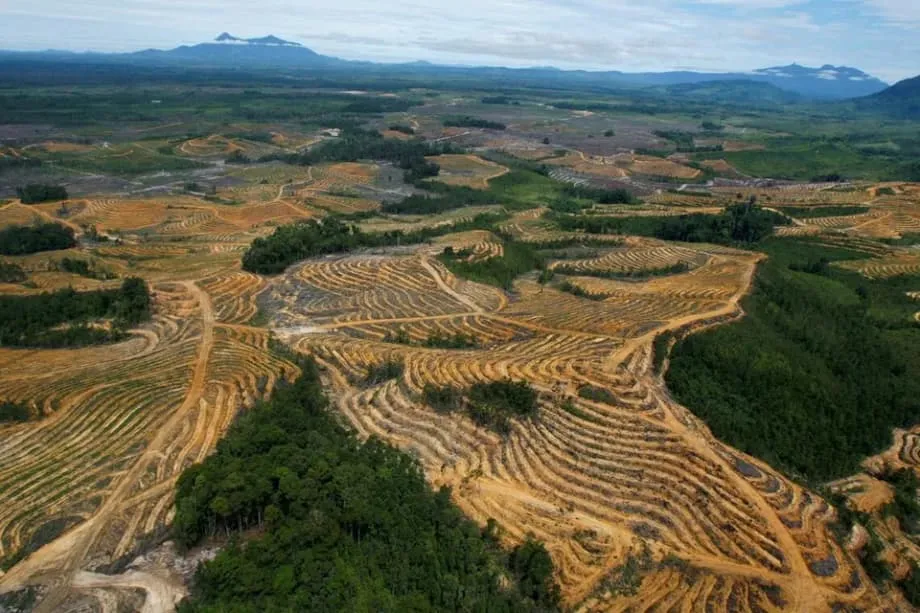 Indonésia intensifica campanha de apreensão de plantações de palma com planos para mais 5 milhões de hectares