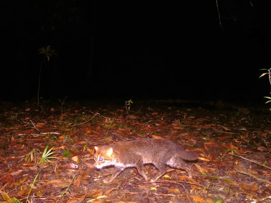 Raro gato-de-cabeça-chata redescoberto na Tailândia após décadas escondido