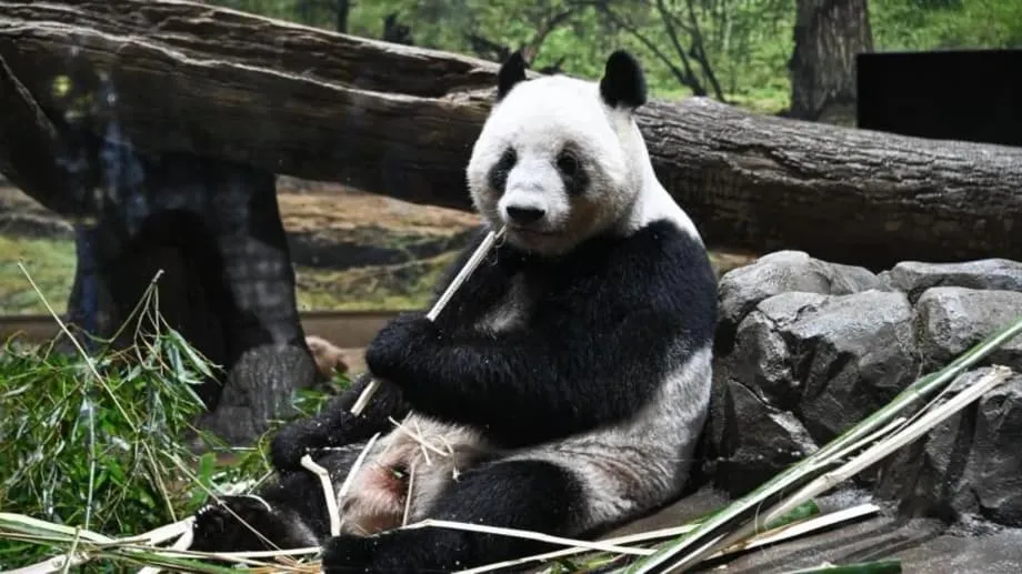 Japão despede-se dos últimos pandas enquanto tensões diplomáticas ameaçam meio século de amizade