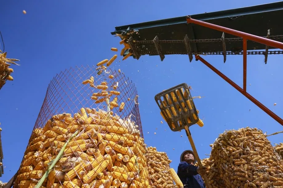 Cientistas chineses aumentam dez vezes a produção de amido artificial e aproximam-se do fabrico industrial de alimentos