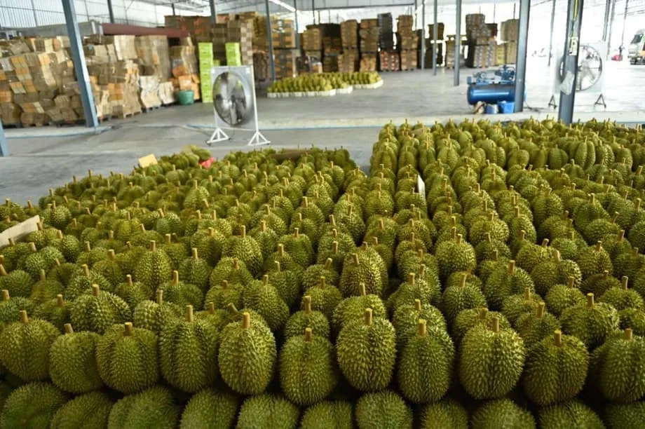 Indústria tailandesa do durian enfrenta tempestade perfeita com colheita recorde e grave escassez de mão de obra