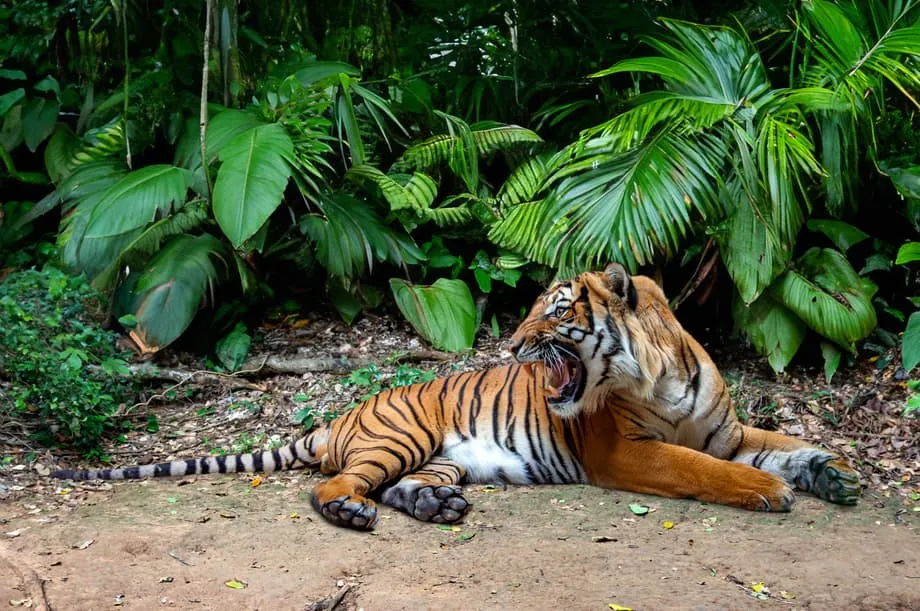 Reserva Real do Príncipe Herdeiro oferece última esperança aos tigres-malaios
