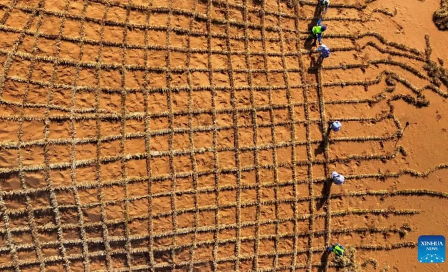 China desenvolve avanço microbiano que transforma areia do deserto em solo fértil em menos de um ano